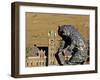 Grizzly Bear Statue at University of Montana, Missoula, Montana-Chuck Haney-Framed Photographic Print