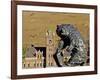 Grizzly Bear Statue at University of Montana, Missoula, Montana-Chuck Haney-Framed Photographic Print