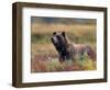 Grizzly Bear Surrounded by Fall Colors of Denali National Park, Alaska, USA-Darrell Gulin-Framed Photographic Print