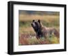 Grizzly Bear Surrounded by Fall Colors of Denali National Park, Alaska, USA-Darrell Gulin-Framed Photographic Print