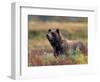Grizzly Bear Surrounded by Fall Colors of Denali National Park, Alaska, USA-Darrell Gulin-Framed Photographic Print