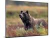 Grizzly Bear Surrounded by Fall Colors of Denali National Park, Alaska, USA-Darrell Gulin-Mounted Photographic Print