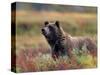 Grizzly Bear Surrounded by Fall Colors of Denali National Park, Alaska, USA-Darrell Gulin-Stretched Canvas