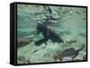 Grizzly Bear Swimming after Spawning Salmon in Kuliak Bay, Katmai National Park, Alaska, Usa-Paul Souders-Framed Stretched Canvas
