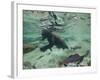 Grizzly Bear Swimming after Spawning Salmon in Kuliak Bay, Katmai National Park, Alaska, Usa-Paul Souders-Framed Photographic Print