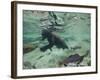 Grizzly Bear Swimming after Spawning Salmon in Kuliak Bay, Katmai National Park, Alaska, Usa-Paul Souders-Framed Photographic Print