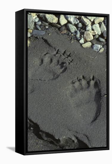 Grizzly Bear Tracks, Denali National Park, Alaska, USA-Gerry Reynolds-Framed Stretched Canvas