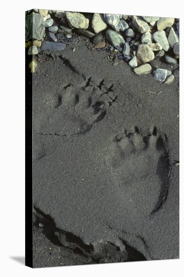 Grizzly Bear Tracks, Denali National Park, Alaska, USA-Gerry Reynolds-Stretched Canvas