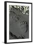 Grizzly Bear Tracks, Denali National Park, Alaska, USA-Gerry Reynolds-Framed Photographic Print