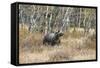 Grizzly Bear Traverses Meadow, Many Glacier Area, Glacier NP, Montana-Howie Garber-Framed Stretched Canvas