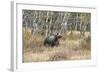 Grizzly Bear Traverses Meadow, Many Glacier Area, Glacier NP, Montana-Howie Garber-Framed Photographic Print