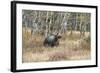 Grizzly Bear Traverses Meadow, Many Glacier Area, Glacier NP, Montana-Howie Garber-Framed Photographic Print