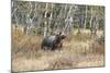 Grizzly Bear Traverses Meadow, Many Glacier Area, Glacier NP, Montana-Howie Garber-Mounted Photographic Print