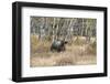 Grizzly Bear Traverses Meadow, Many Glacier Area, Glacier NP, Montana-Howie Garber-Framed Photographic Print