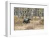 Grizzly Bear Traverses Meadow, Many Glacier Area, Glacier NP, Montana-Howie Garber-Framed Photographic Print