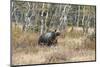 Grizzly Bear Traverses Meadow, Many Glacier Area, Glacier NP, Montana-Howie Garber-Mounted Photographic Print