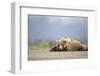 Grizzly Bear (Ursus arctos) asleep, Lake Clarke National Park, Alaska, September-Danny Green-Framed Photographic Print