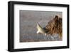 Grizzly Bear (Ursus arctos)  eating a fish, Lake Clarke National Park, Alaska, August-Danny Green-Framed Photographic Print
