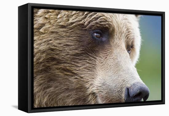 Grizzly Bear (Ursus arctos horribilis) adult, close-up of face, Katmai , Alaska-David Tipling-Framed Stretched Canvas