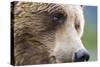 Grizzly Bear (Ursus arctos horribilis) adult, close-up of face, Katmai , Alaska-David Tipling-Stretched Canvas