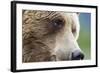 Grizzly Bear (Ursus arctos horribilis) adult, close-up of face, Katmai , Alaska-David Tipling-Framed Photographic Print