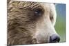 Grizzly Bear (Ursus arctos horribilis) adult, close-up of face, Katmai , Alaska-David Tipling-Mounted Photographic Print