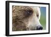 Grizzly Bear (Ursus arctos horribilis) adult, close-up of face, Katmai , Alaska-David Tipling-Framed Photographic Print