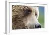 Grizzly Bear (Ursus arctos horribilis) adult, close-up of face, Katmai , Alaska-David Tipling-Framed Photographic Print