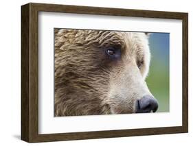 Grizzly Bear (Ursus arctos horribilis) adult, close-up of face, Katmai , Alaska-David Tipling-Framed Photographic Print