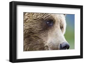 Grizzly Bear (Ursus arctos horribilis) adult, close-up of face, Katmai , Alaska-David Tipling-Framed Photographic Print