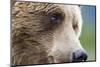 Grizzly Bear (Ursus arctos horribilis) adult, close-up of face, Katmai , Alaska-David Tipling-Mounted Photographic Print