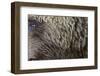 Grizzly Bear (Ursus arctos horribilis) adult, close-up of fur and eye, Katmai , Alaska-David Tipling-Framed Photographic Print