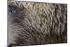 Grizzly Bear (Ursus arctos horribilis) adult, close-up of fur and eye, Katmai , Alaska-David Tipling-Mounted Photographic Print