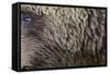 Grizzly Bear (Ursus arctos horribilis) adult, close-up of fur and eye, Katmai , Alaska-David Tipling-Framed Stretched Canvas