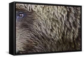 Grizzly Bear (Ursus arctos horribilis) adult, close-up of fur and eye, Katmai , Alaska-David Tipling-Framed Stretched Canvas