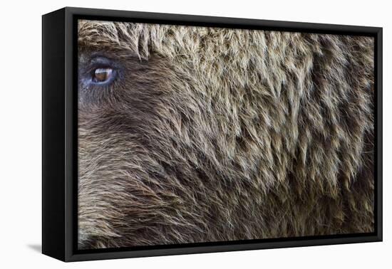 Grizzly Bear (Ursus arctos horribilis) adult, close-up of fur and eye, Katmai , Alaska-David Tipling-Framed Stretched Canvas