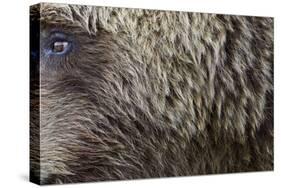 Grizzly Bear (Ursus arctos horribilis) adult, close-up of fur and eye, Katmai , Alaska-David Tipling-Stretched Canvas