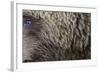 Grizzly Bear (Ursus arctos horribilis) adult, close-up of fur and eye, Katmai , Alaska-David Tipling-Framed Photographic Print