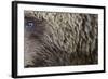 Grizzly Bear (Ursus arctos horribilis) adult, close-up of fur and eye, Katmai , Alaska-David Tipling-Framed Photographic Print