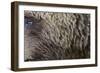 Grizzly Bear (Ursus arctos horribilis) adult, close-up of fur and eye, Katmai , Alaska-David Tipling-Framed Photographic Print