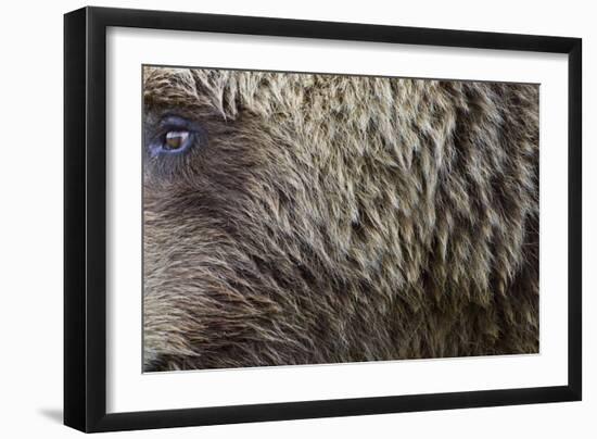 Grizzly Bear (Ursus arctos horribilis) adult, close-up of fur and eye, Katmai , Alaska-David Tipling-Framed Photographic Print