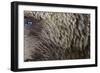 Grizzly Bear (Ursus arctos horribilis) adult, close-up of fur and eye, Katmai , Alaska-David Tipling-Framed Photographic Print