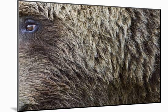 Grizzly Bear (Ursus arctos horribilis) adult, close-up of fur and eye, Katmai , Alaska-David Tipling-Mounted Photographic Print