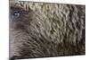 Grizzly Bear (Ursus arctos horribilis) adult, close-up of fur and eye, Katmai , Alaska-David Tipling-Mounted Photographic Print