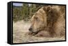 Grizzly Bear (Ursus arctos horribilis) adult, close-up of head, resting chin on front paws, Montana-Paul Sawer-Framed Stretched Canvas