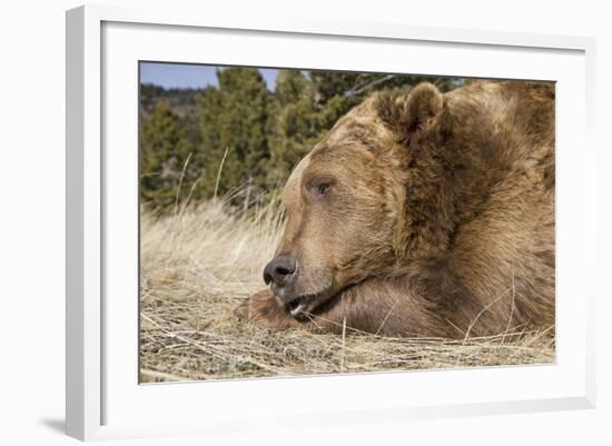 Grizzly Bear (Ursus arctos horribilis) adult, close-up of head, resting chin on front paws, Montana-Paul Sawer-Framed Photographic Print