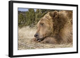 Grizzly Bear (Ursus arctos horribilis) adult, close-up of head, resting chin on front paws, Montana-Paul Sawer-Framed Photographic Print