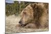 Grizzly Bear (Ursus arctos horribilis) adult, close-up of head, resting chin on front paws, Montana-Paul Sawer-Mounted Photographic Print