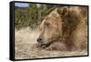 Grizzly Bear (Ursus arctos horribilis) adult, close-up of head, resting chin on front paws, Montana-Paul Sawer-Framed Stretched Canvas