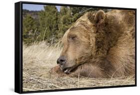 Grizzly Bear (Ursus arctos horribilis) adult, close-up of head, resting chin on front paws, Montana-Paul Sawer-Framed Stretched Canvas